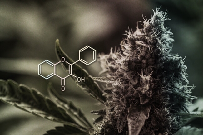 Hvad er cannabis-terpener, terpenoider og flavanoider – og hvad gør de?