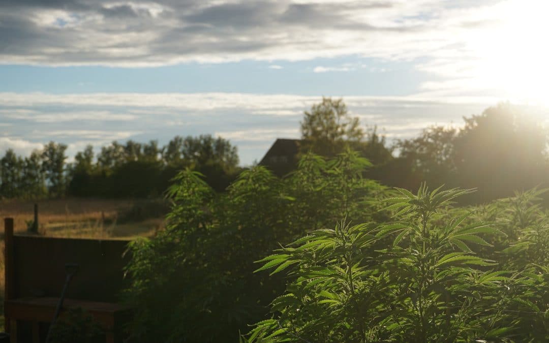 Er cannabisfrø lovlige i Danmark?