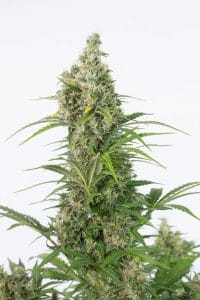 CBD Cannabisfrø - Dinafem - White Widow Autoflowering CBD