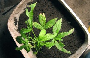 Snegle skade på cannabis