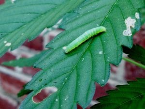 sommerfuglelarve på cannabis