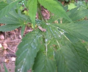 Snegle skadedyr cannabis