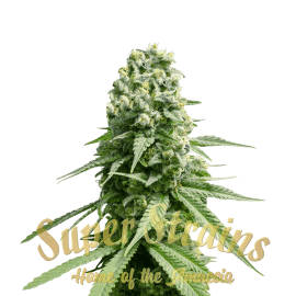 Amnesia Super Strains cannabisfrø