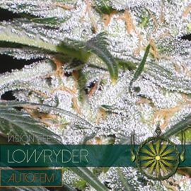 Lowryder Vision Seeds cannabisfrø