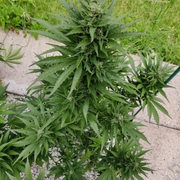 Big Bud Auto Nordland Seeds udendørs cannabis skunkfrø 2