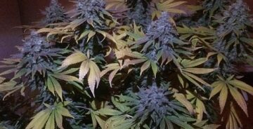 Grandaddy Purple Blimburn Seeds cannabisfrø skunkfrø (2)