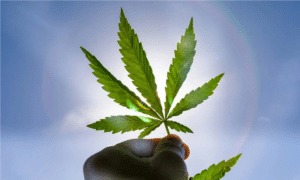 Afslappende medicinsk cannabis
