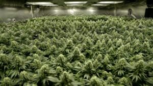 Sea of Green SOG cannabis dyrkning