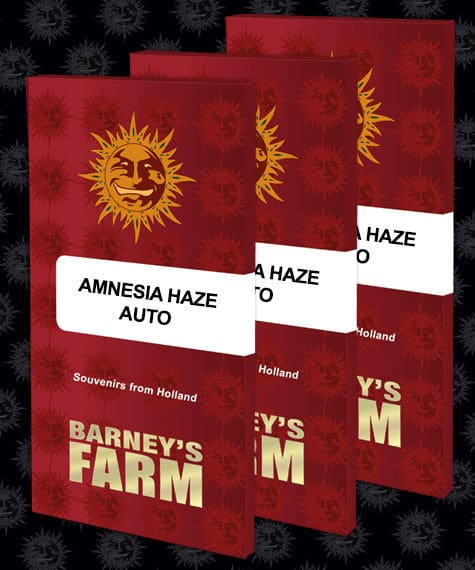Amnesia Haze Auto Barneys Farm cannabis seeds