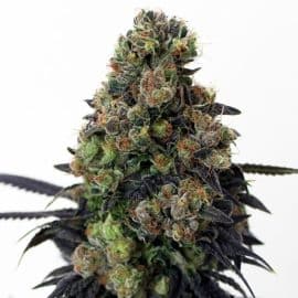 Acid Dough Ripper Seeds cannabisfrø skunkfrø (2)