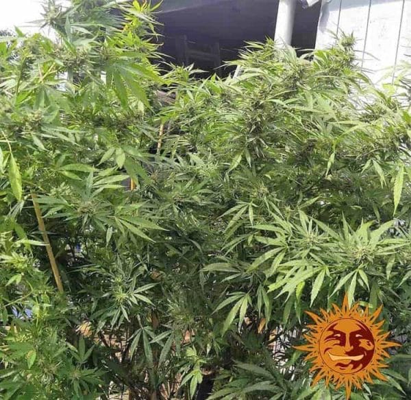 Afghan Hash Plant Barneys Farm regulære cannabisfrø