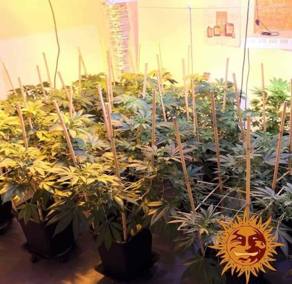 Afghan Hash Plant Barneys Farm regulære cannabisfrø