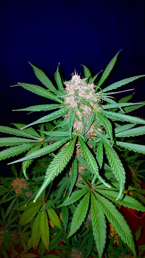 Auto Cannabisfrø C-4 Fast Buds