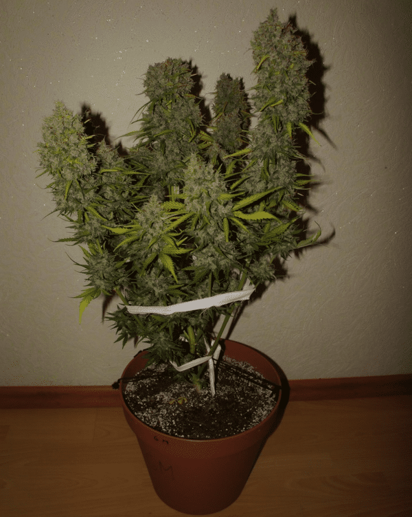 Auto Cannabisfrø Grapefruit Fast Buds