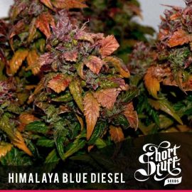 Auto Cannabisfrø Humalaya Blue Diesel Short Stuff (2)