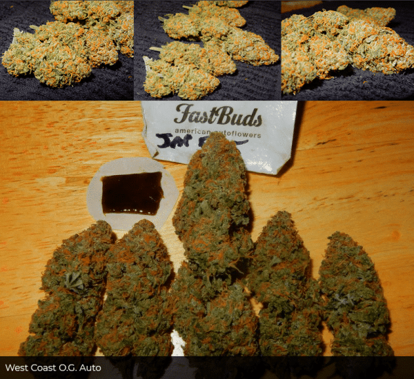 Auto Cannabisfrø West Coast OG Fast Buds