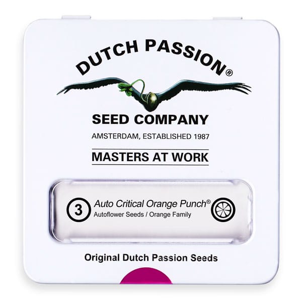 Auto Critical Orange Punch Dutch Passion cannabisfrø skunkfrø