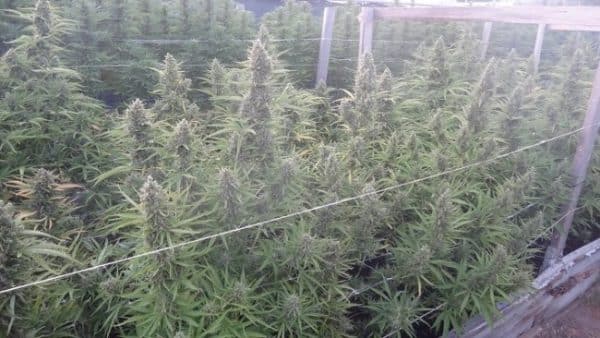 Auto Malawi x Northern Lights Feminized Ace Seeds cannabisfrø