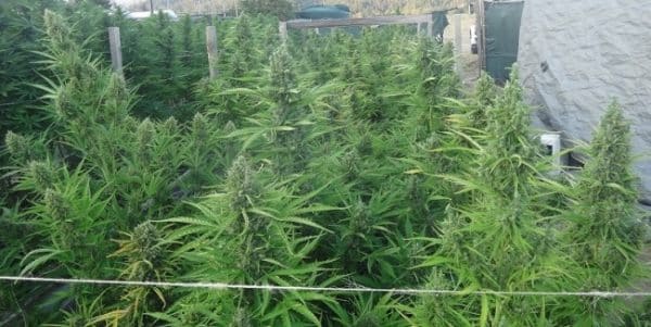 Auto Malawi x Northern Lights Feminized Ace Seeds cannabisfrø
