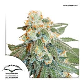 Auto-Orange-Bud-dutch-passion cannabisfrø