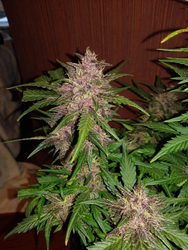 Auto cannabisfrø Crystal Meth Fast Buds