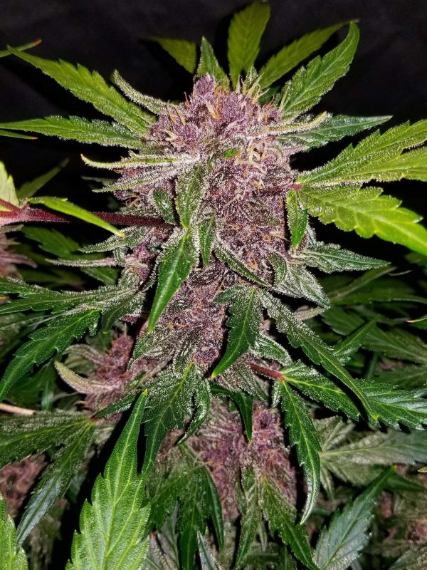 Auto cannabisfrø Crystal Meth Fast Buds
