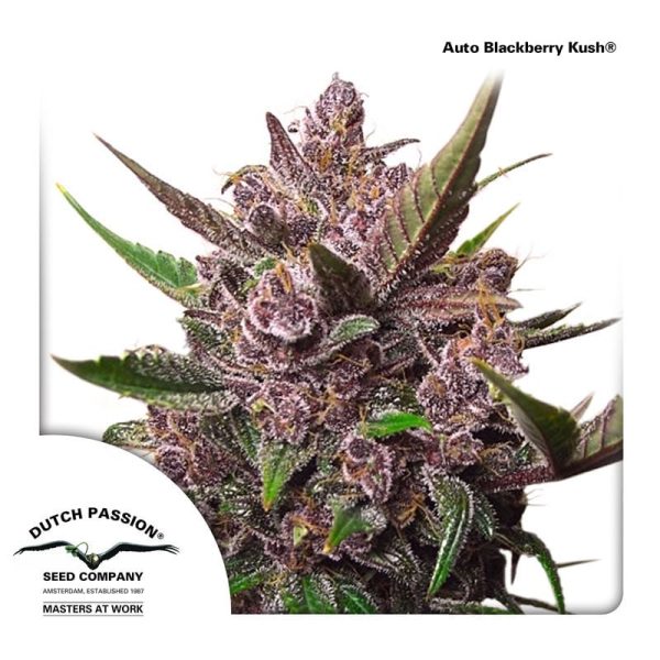 AutoBlackberry-Kush-Dutch-Passion-cannabisfrø