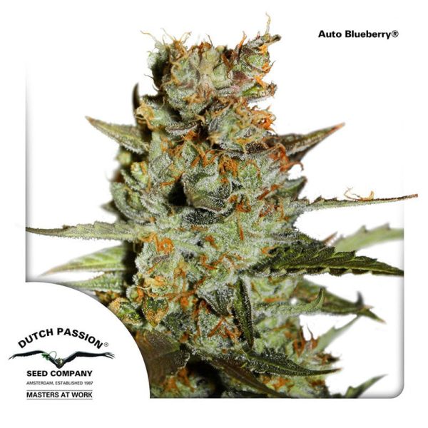 AutoBlueberry-Dutch-Passion-cannabisfroe