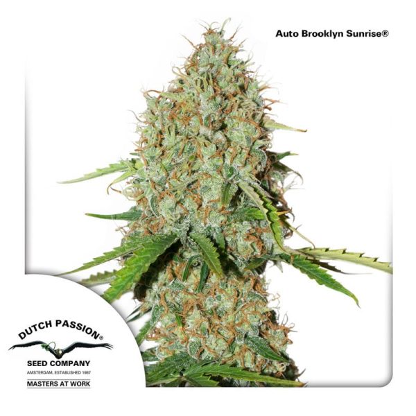 AutoBrooklyn-Sunrise-Dutch-Passion-cannabisfroe