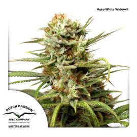 AutoWhite-Widow Dutch-Passion cannabisfrø