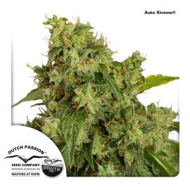 AutoXtreme-Dutch-Passion cannabisfrø