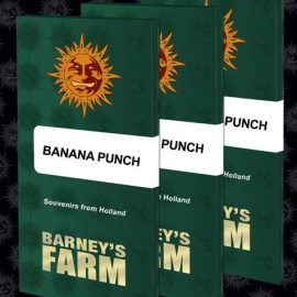 Banana Punch Barneys Farm cannabis seeds