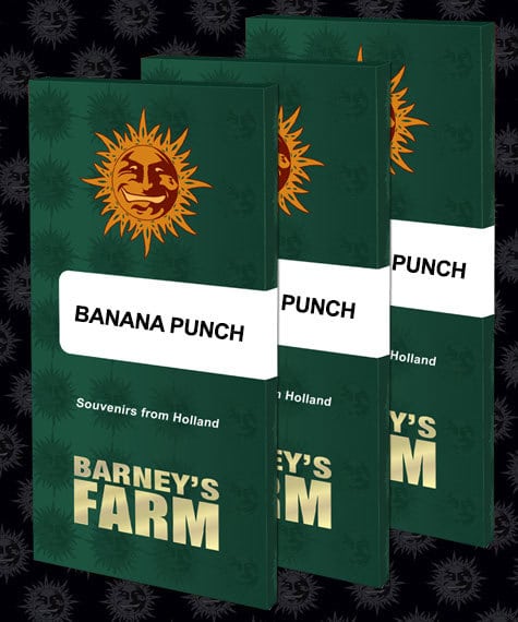 Banana Punch Barneys Farm cannabis seeds
