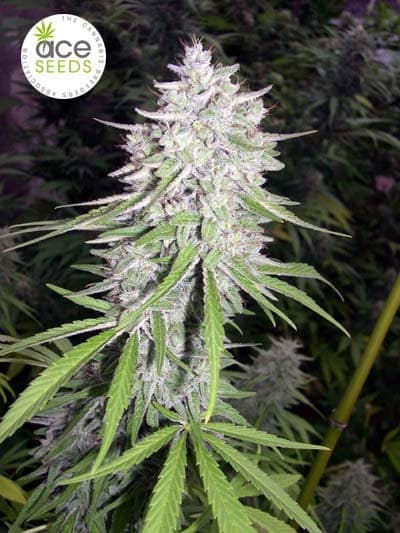 Bangi Haze Ace Seeds cannabisfrø
