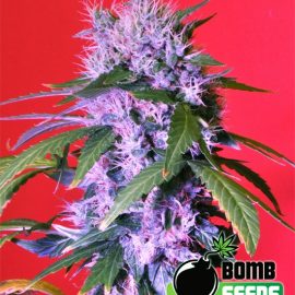berry bomb cannabisfrø