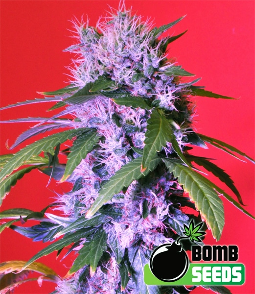 berry bomb cannabisfrø