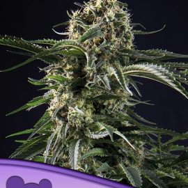 Big Bazooka Anesia Seeds cannabisfrø skunkfrø