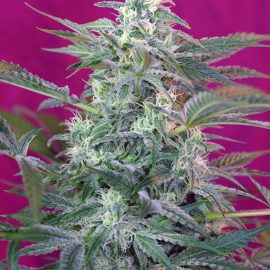 Big Foot Sweet Seeds cannabisfrø