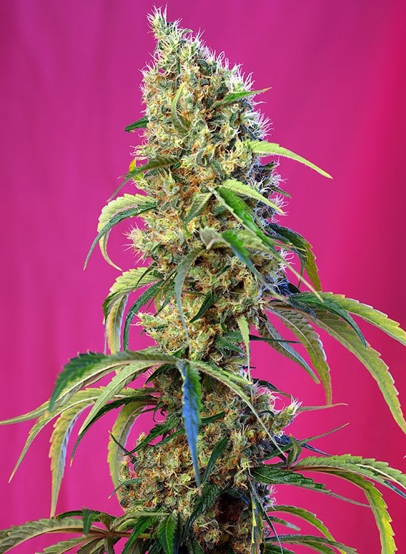 Black Jack CBD cannabisfrø Sweet Seeds