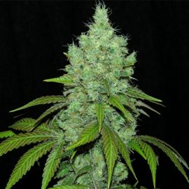 Black Valley Ripper Seeds cannabisfrø skunkfrø