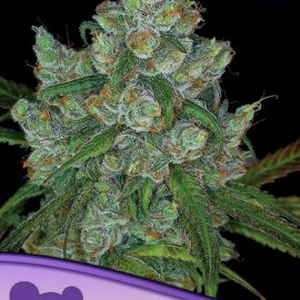 Bruce Banner #3 Anesia Seeds cannabisfrø skunkfrø