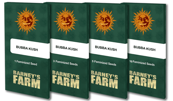 Bubba Kush Barneys Farm Cannabisfrø Skunkfrø