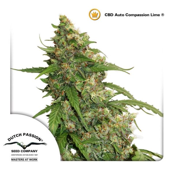 CBD-Auto-compassion-lime-dutch-passion CBD cannabisfrø