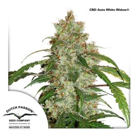 CBD-Auto-white-widow cannabisfrø