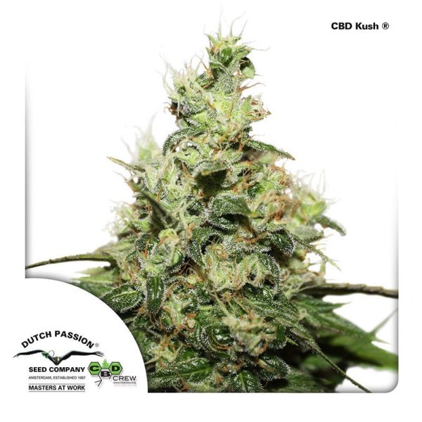 CBD-Kush-Dutch-Passion CBD cannabisfrø