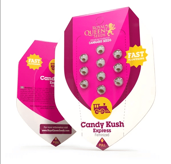 Candy Kush Express (Hurtigt Blomstrende) Royal Queen Cannabisfrø Skunkfrø