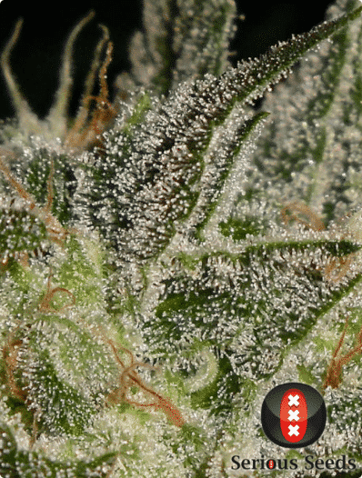 Cannabisfrø AK-47 Serious Seeds (2)