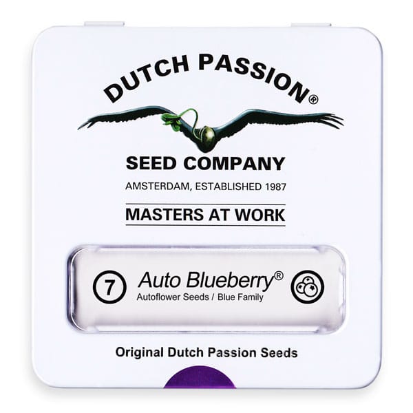 Cannabisfrø Auto Blueberry Dutch Passion