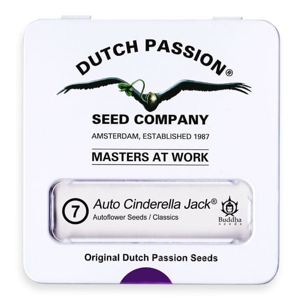 Cannabisfrø Auto Cinderella Jack Dutch Passion