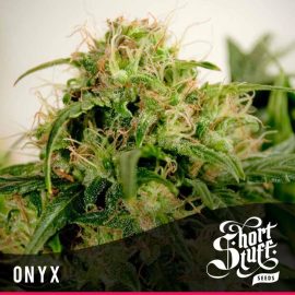 Cannabisfrø Auto Onyx Short Stuff